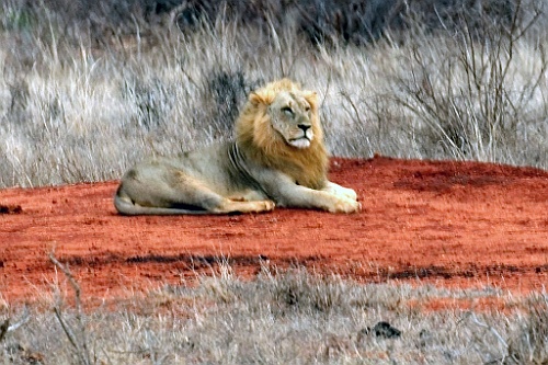 Kenia (337)